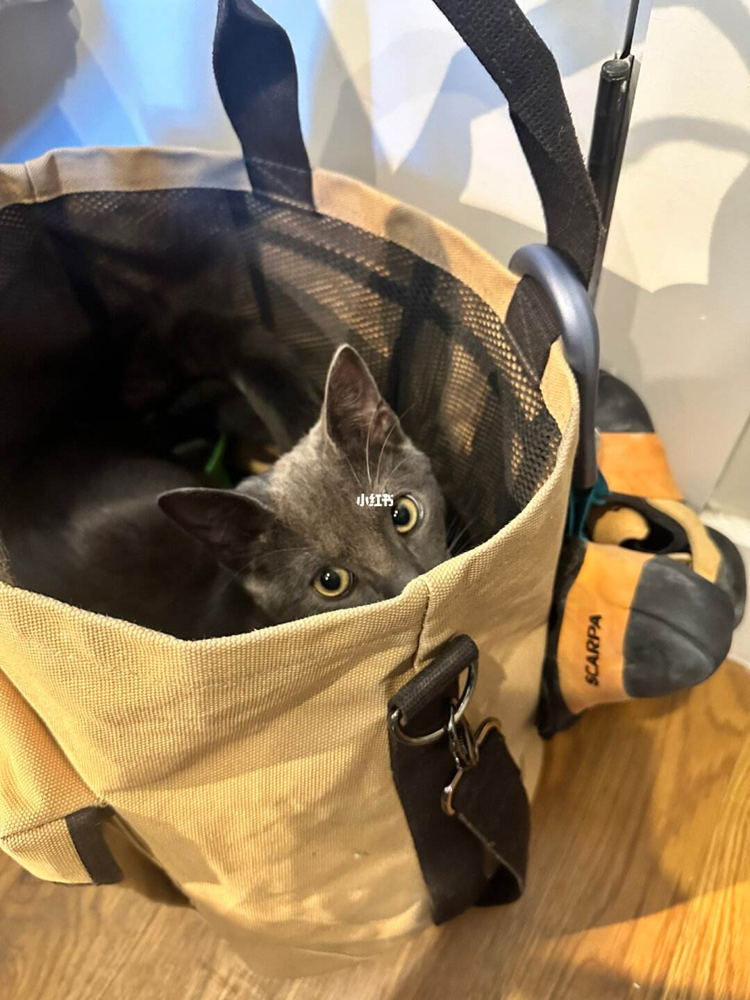 猫猫周边好物平价包包的简单介绍
