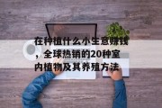 在种植什么小生意赚钱,全球热销的20种室内植物及其养殖方法 在种植什么小生意赚钱,全球热销的20种室内植物及其养殖方法