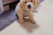 金毛幼犬推荐狗粮排行榜